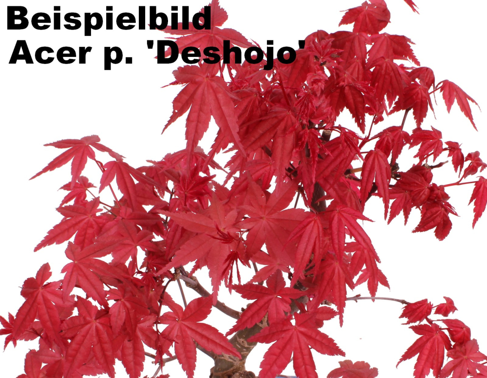 Bonsai - Acer palmatum Deshojo, roter Fächerahorn aus Japan 226/04