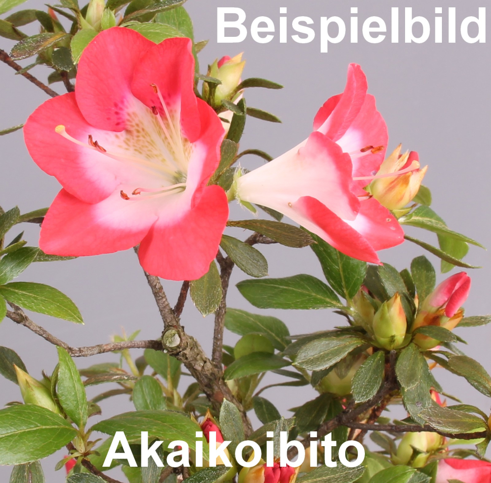 Bonsai Japanische Satsuki Azalee 'Akaikoibito' Rhododendron indicum 227/29