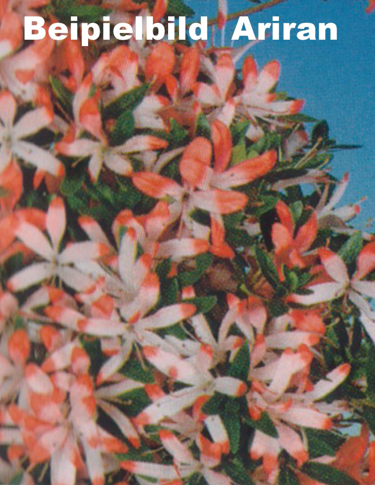 Bonsai - Japanische Satsuki Azalee 'Ariran' Rhododendron indicum 227/18