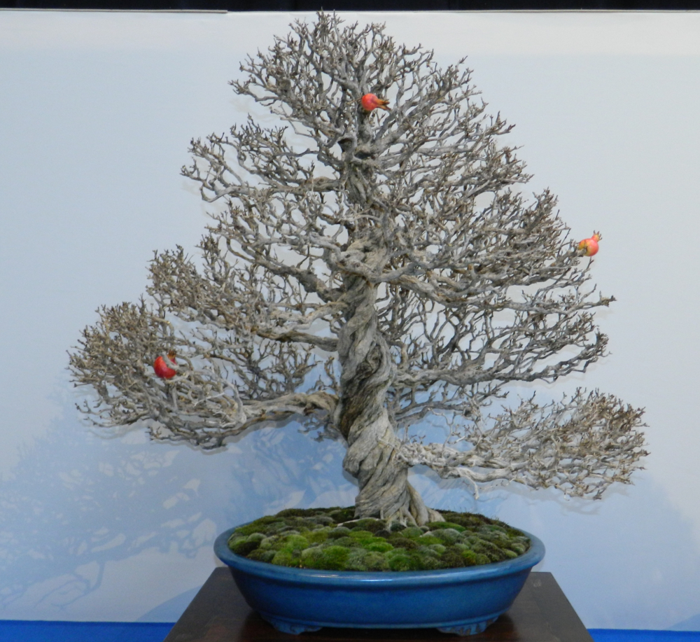 Punica granatum 'Nana' - Granatapfel (Pflegeanleitung)