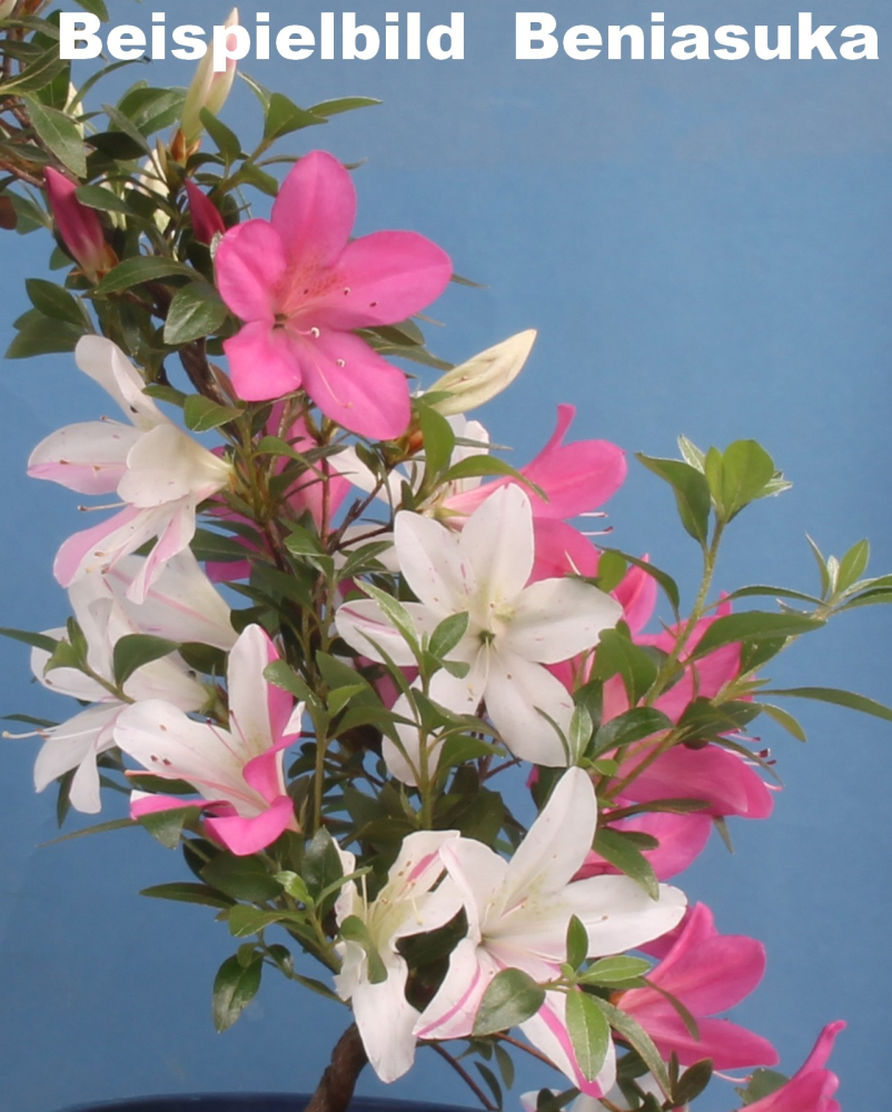 Bonsai - Japanische Satsuki Azalee - 'Beniasuka' - Rhododendron indicum 218/117