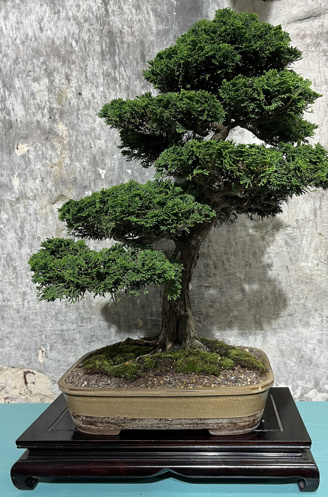 Chamaecyparis obtusa -  Muschelzypresse, Hinoki-Scheinzypresse (Pflegeanleitung)