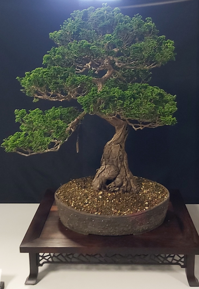 Chamaecyparis obtusa -  Muschelzypresse, Hinoki-Scheinzypresse (Pflegeanleitung)