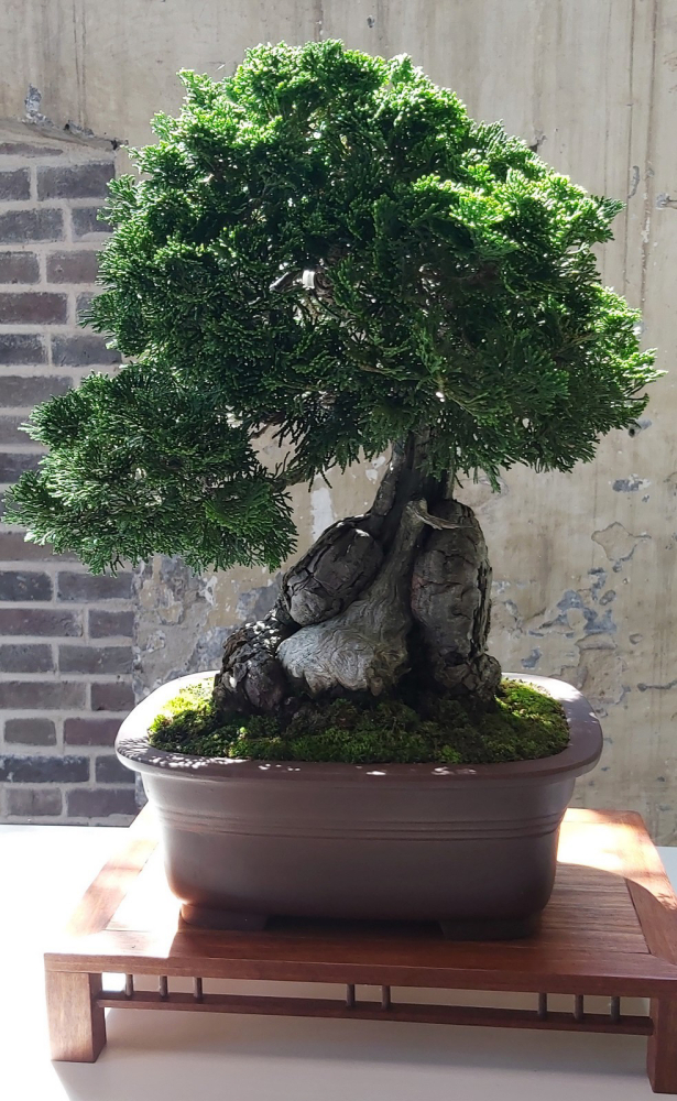 Chamaecyparis obtusa -  Muschelzypresse, Hinoki-Scheinzypresse (Pflegeanleitung)