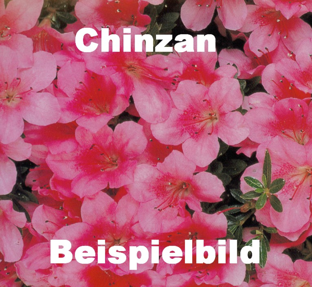 Bonsai - Japanische Satsuki Azalee - 'Chinzan' - Rhododendron indicum 229/149