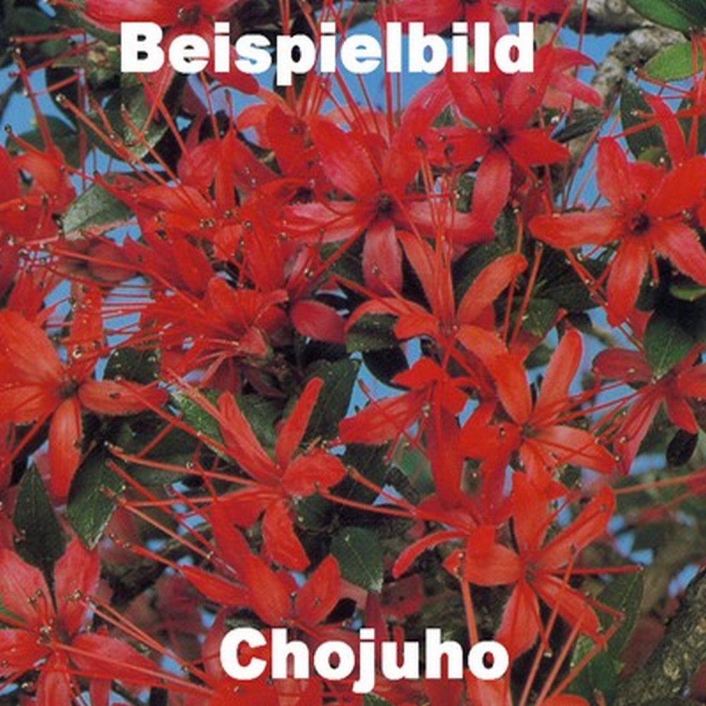 Bonsai Japanische Satsuki Azalee 'Chojuho' Rhododendron indicum 227/23