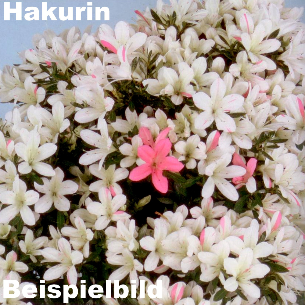 Bonsai - Japanische Satsuki Azalee 'Hakurin' -Rhododendron indicum 229/98