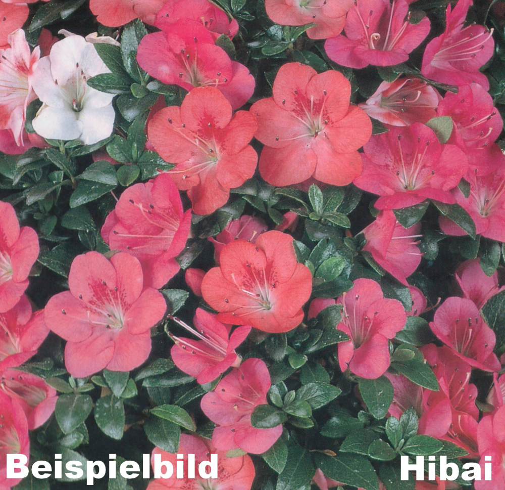 Bonsai - Japanische Satsuki Azalee 'Hibai' -Rhododendron indicum 229/97