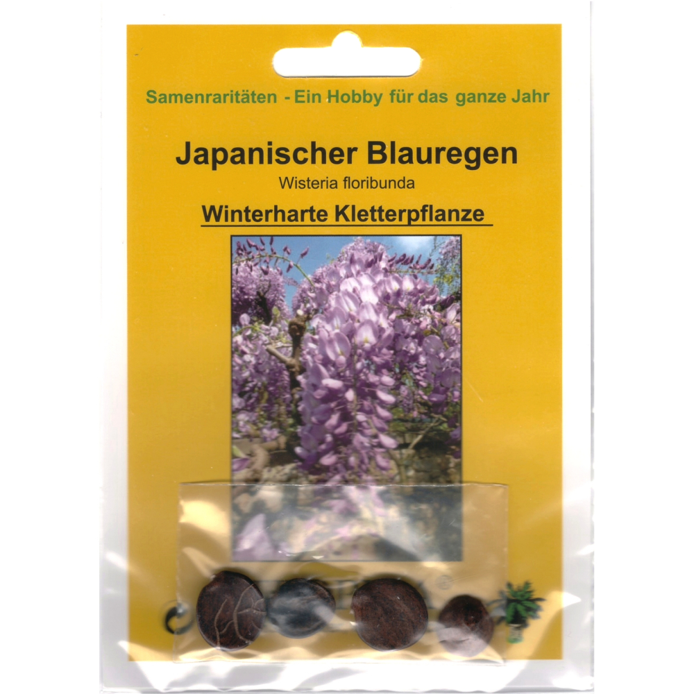 Bonsai - 4 Samen Wisteria floribunda - Japanischer Blauregen 90106