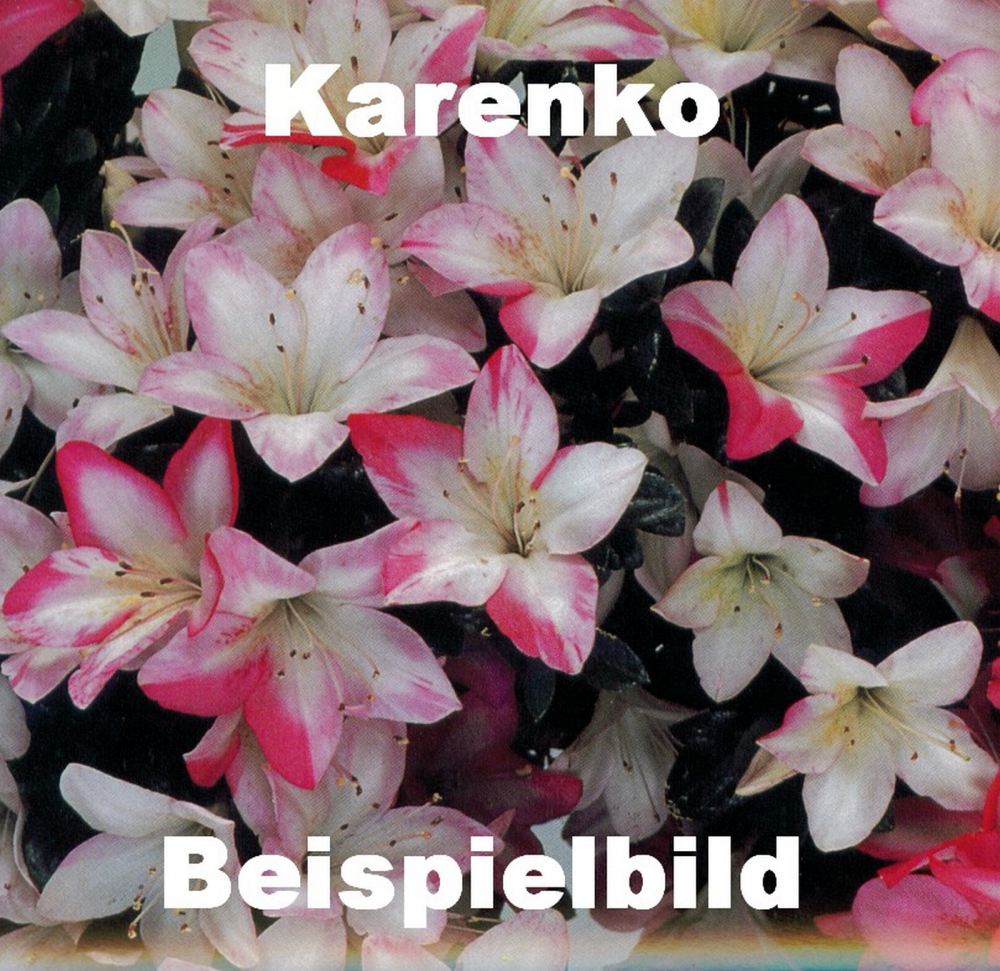 Bonsai - Japanische Satsuki Azalee 'Karenko'- Rhododendron indicum 229/96