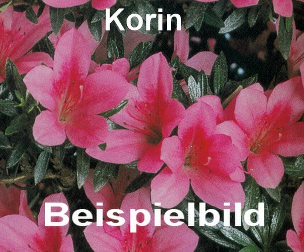 Bonsai - Japanische Satsuki Azalee 'Korin' - Rhododendron indicum 229/100