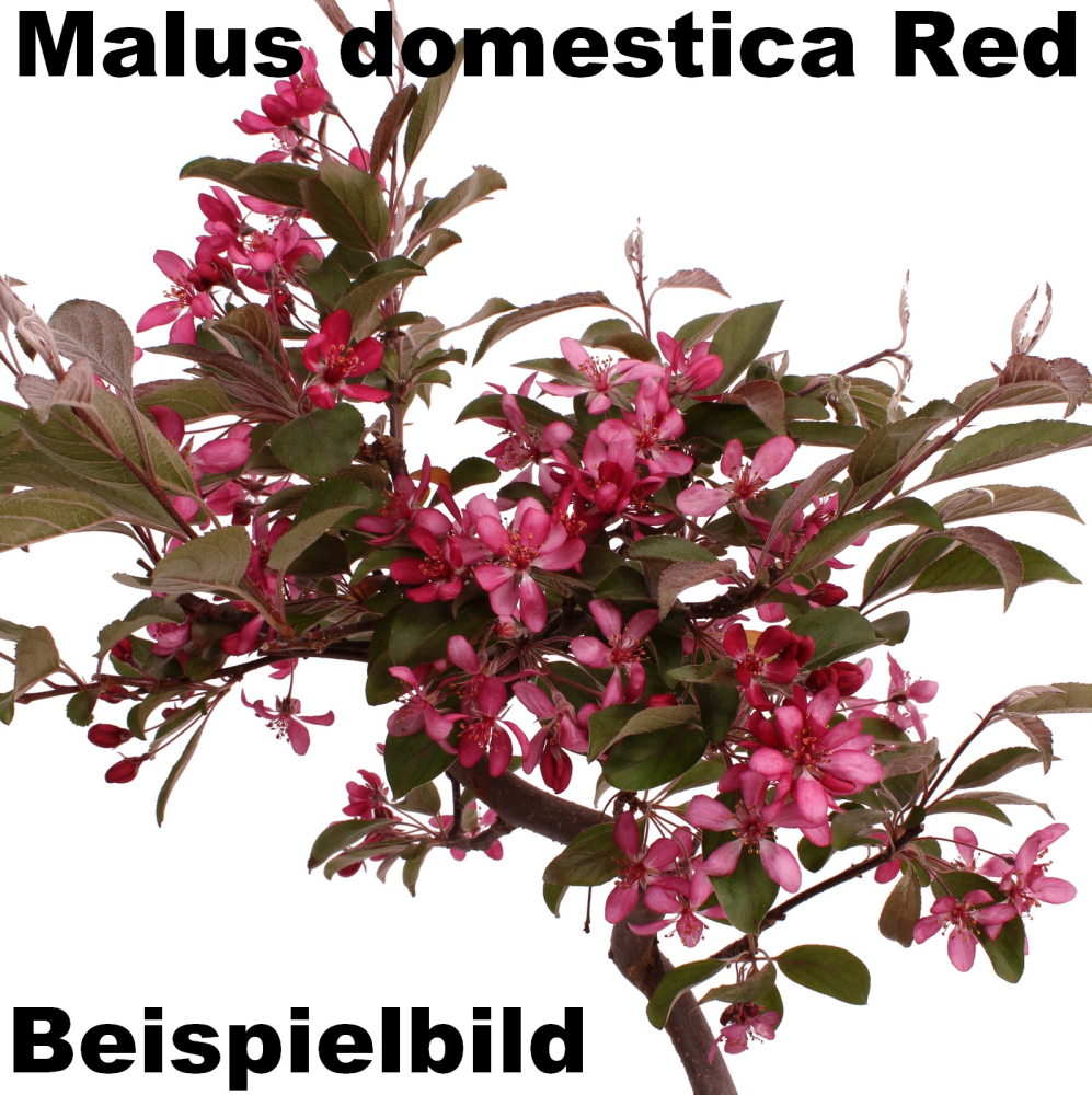 Bonsai - Malus spec. Red , Zierapfel 225/11