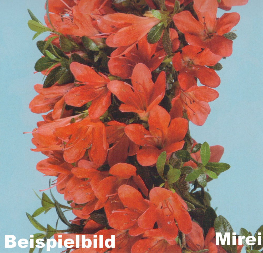 Bonsai Japanische Satsuki Azalee 'Mirei' Rhododendron indicum 229/138