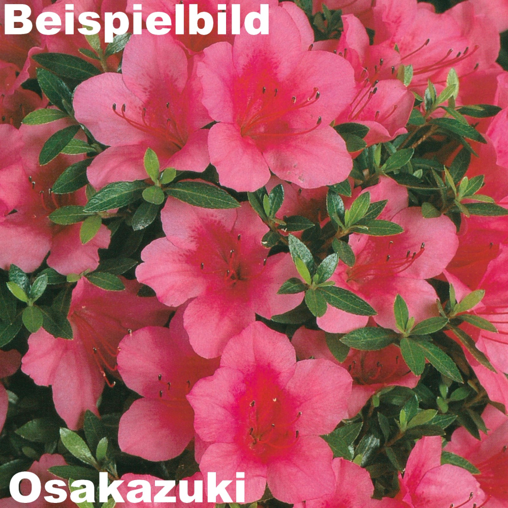 Bonsai Japanische Satsuki Azalee 'Osakazuki'' Rhododendron indicum 227/21