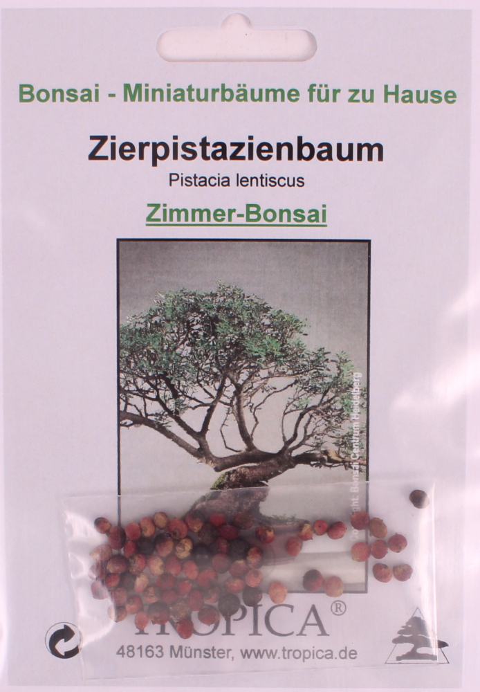 Bonsai - 25 Samen Pistacia lentiscus - Zierpistazie  90063