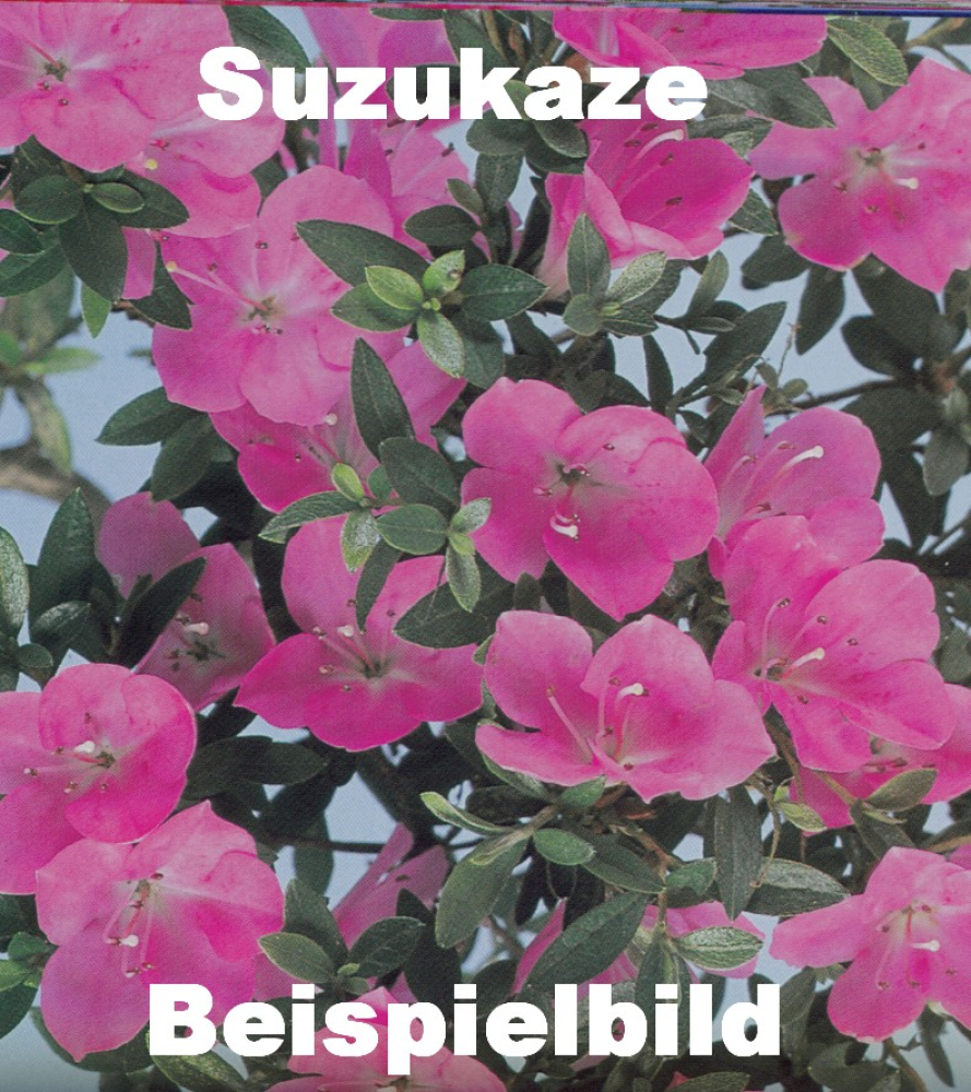 Bonsai Japanische Satsuki Azalee 'Suzukaze' Rhododendron indicum 229/133