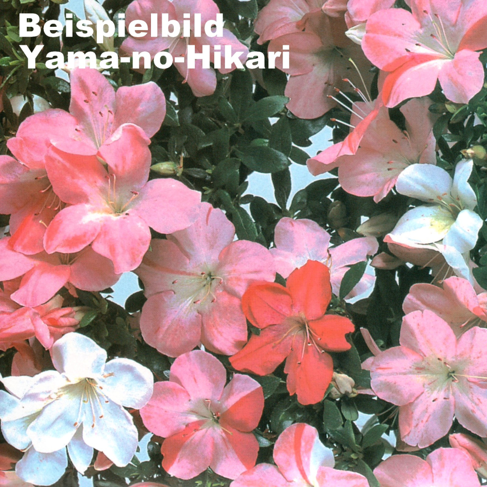 Bonsai - Japanische Satsuki Azalee 'Yama-no-Hikari' -Rhododendron indicum 229/92