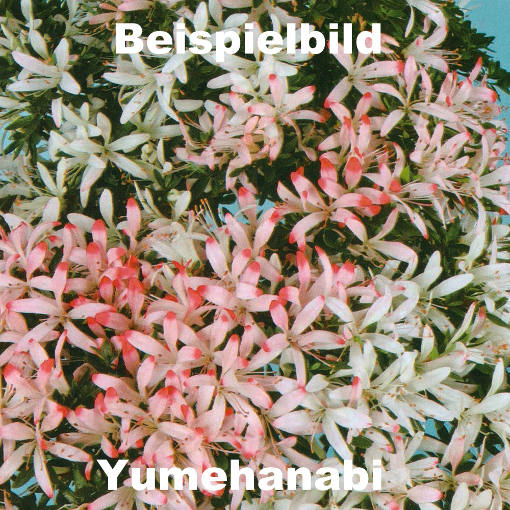 Bonsai Japanische Satsuki Azalee 'Yumehanabi' Rhododendron indicum 227/20