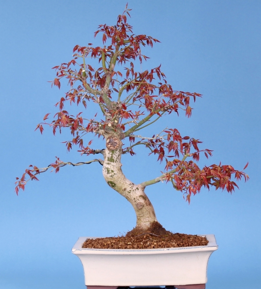 Acer palmatum - Japanischer Fächerahorn (Pflegeanleitung)