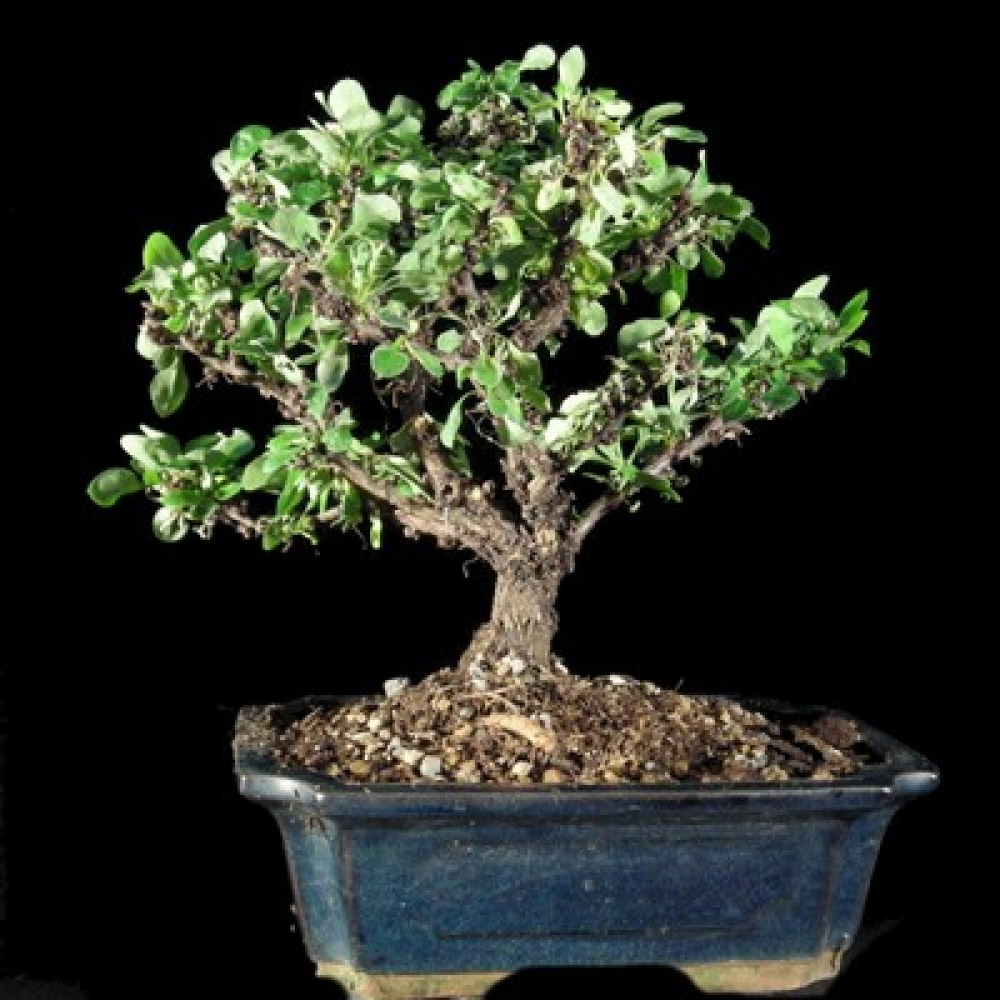 Ulmus-parvifolia