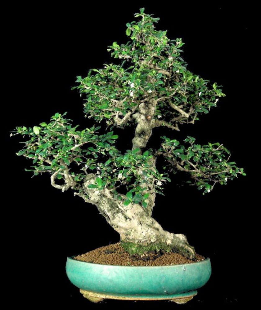 Carmona microphylla - Fukientee (Pflegeanleitung)