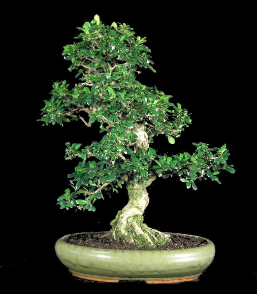 Carmona microphylla - Fukientee (Pflegeanleitung)