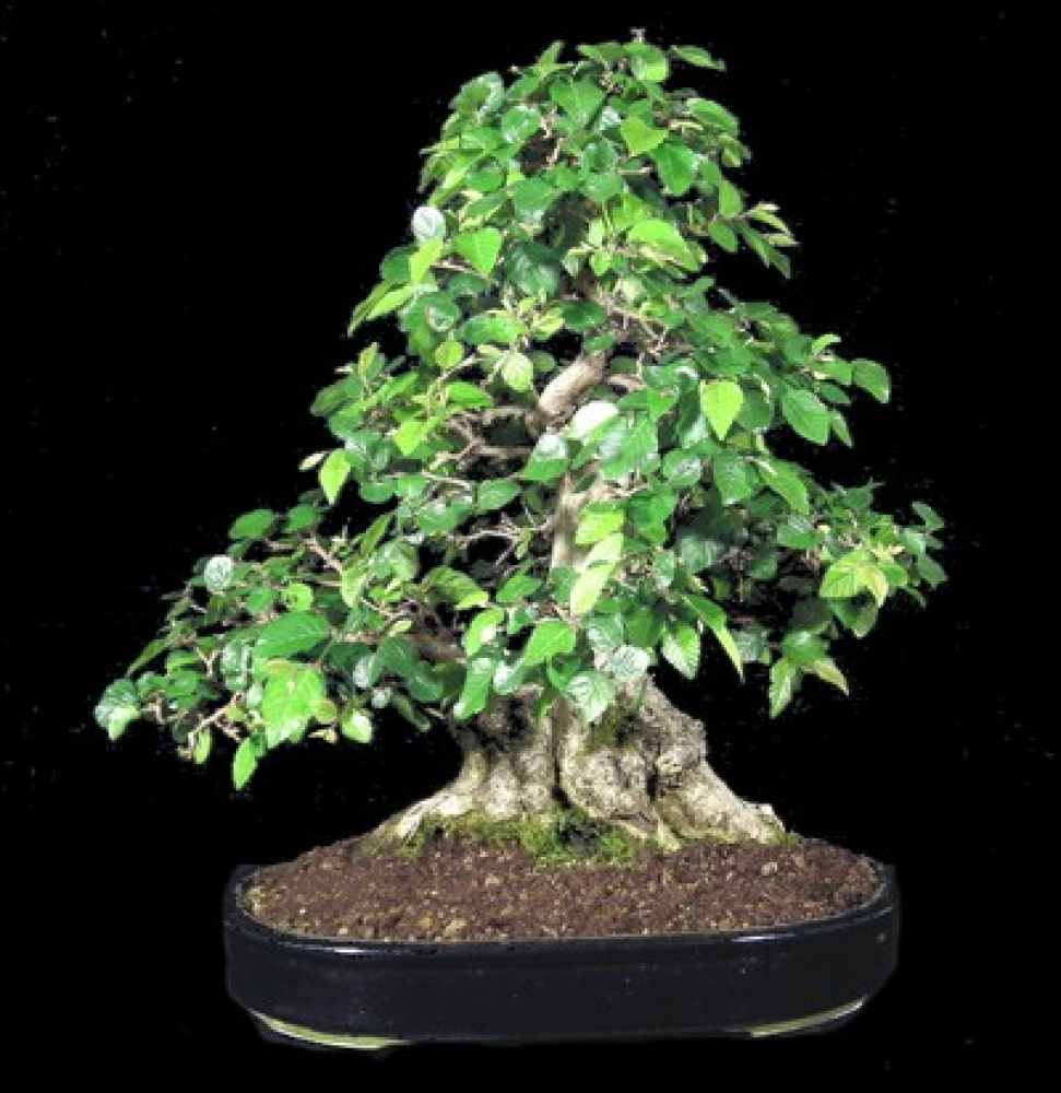 Carpinus-coreana