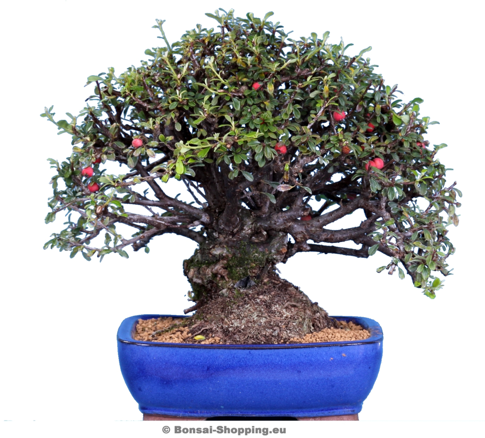Cotoneaster spec., Zwergmispel (Pflegeanleitung)
