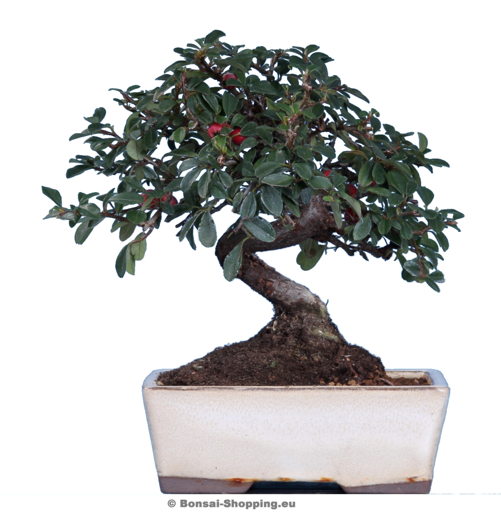 Cotoneaster spec., Zwergmispel (Pflegeanleitung)