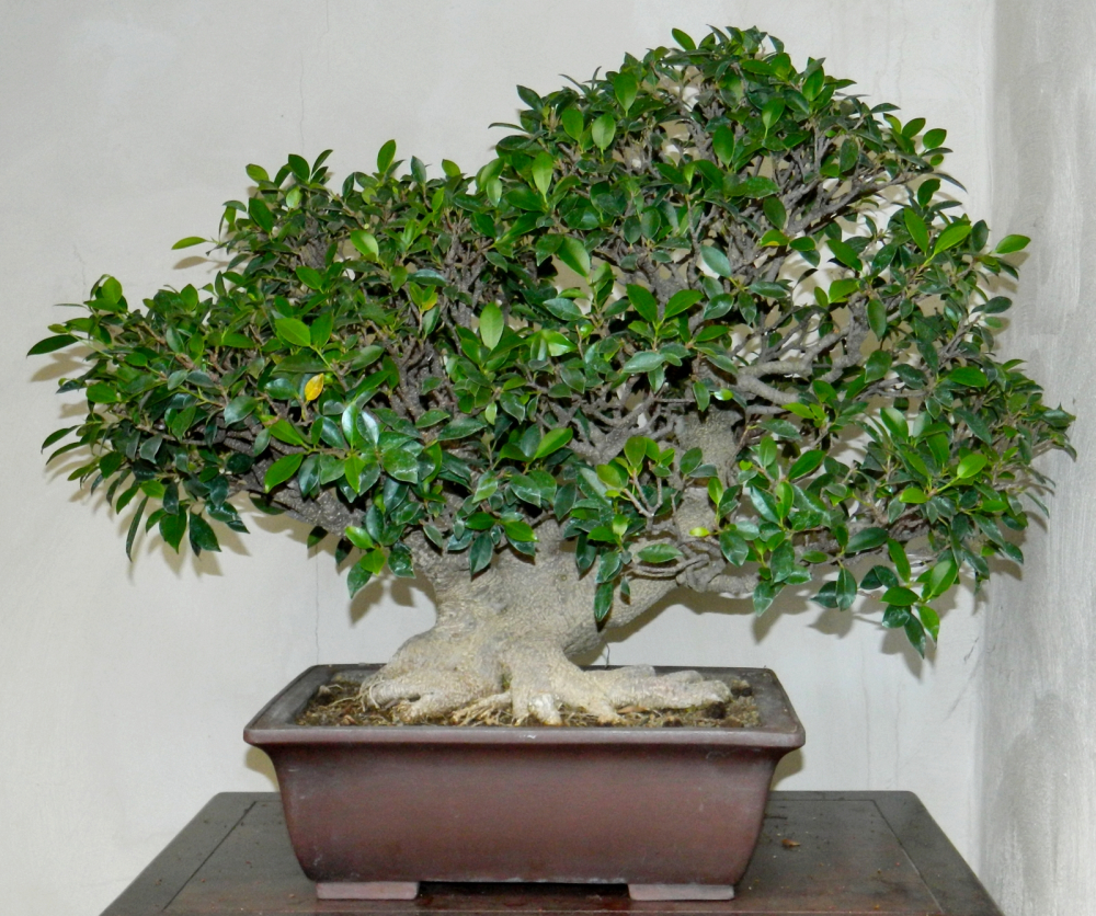Ficus microcarpa (retusa) -Chinesische Feige  (Pflegeanleitung)