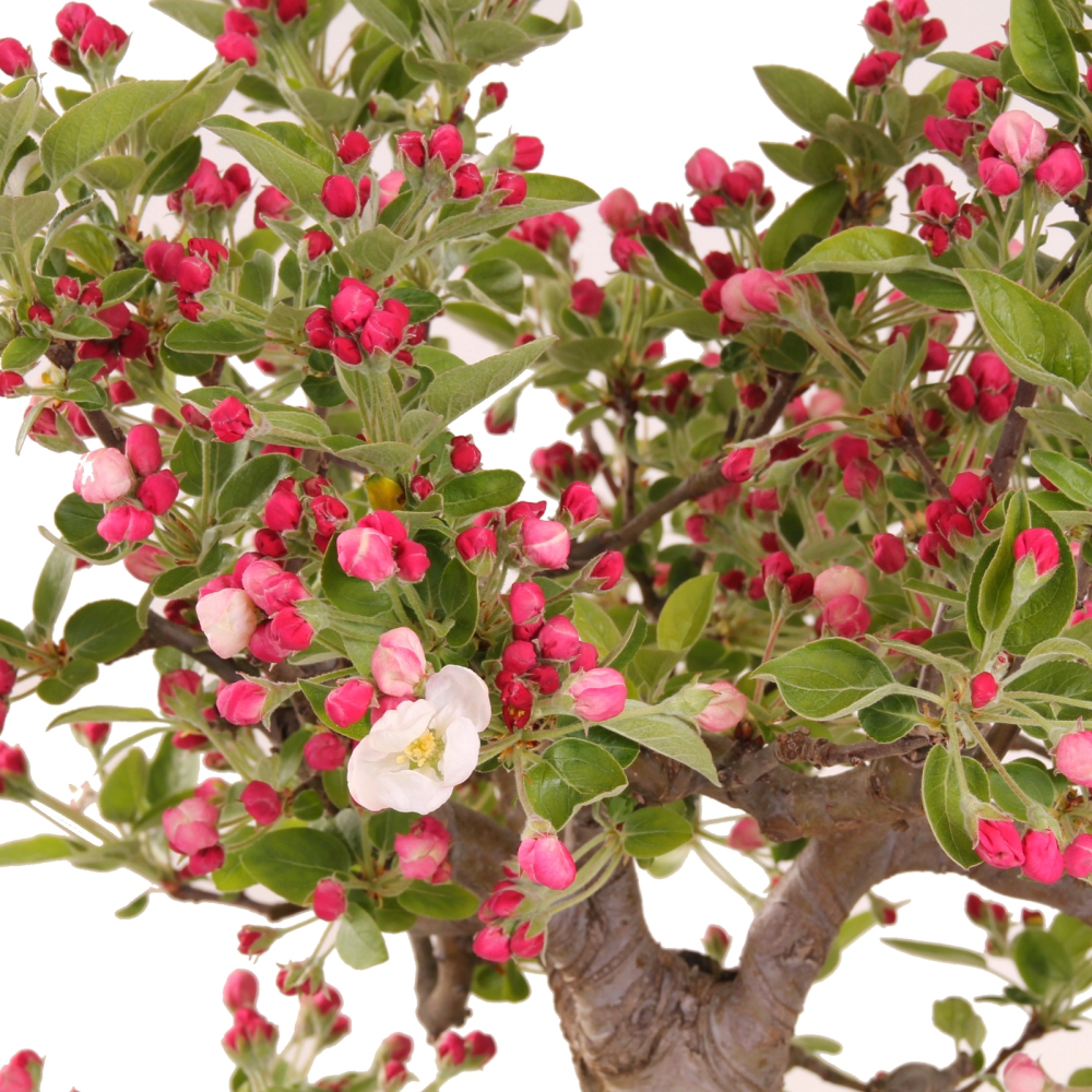 Malus spec. - Apfel, Zierapfel (Pflegeanleitung)