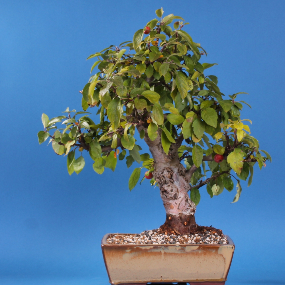 Malus spec. - Apfel, Zierapfel (Pflegeanleitung)