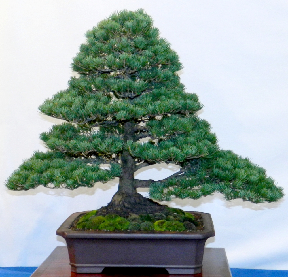 Pinus parviflora - Mädchenkiefer (Pflegeanleitung)