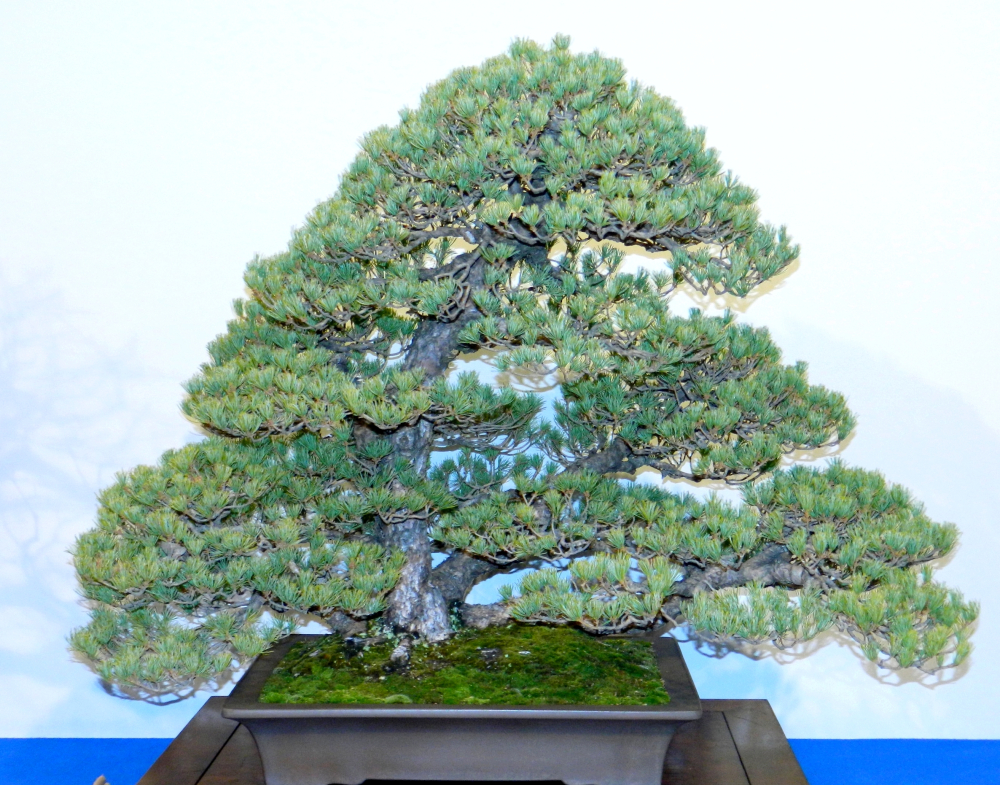 Pinus parviflora - Mädchenkiefer (Pflegeanleitung)