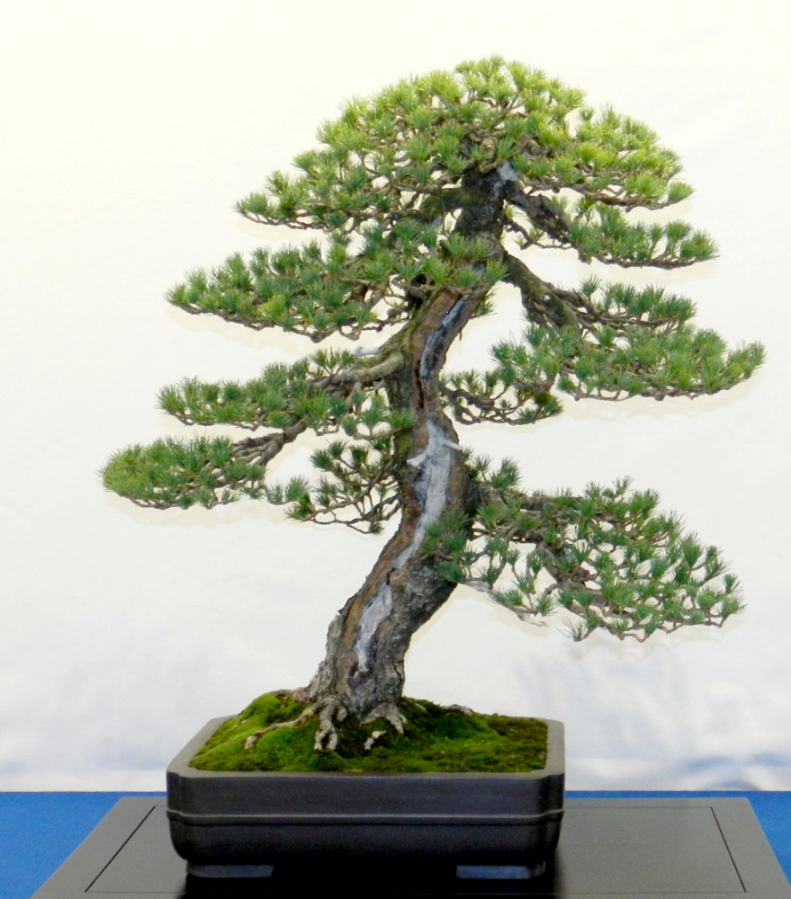 Pinus parviflora - Mädchenkiefer (Pflegeanleitung)