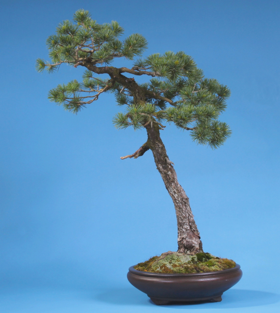 Pinus parviflora - Mädchenkiefer (Pflegeanleitung)