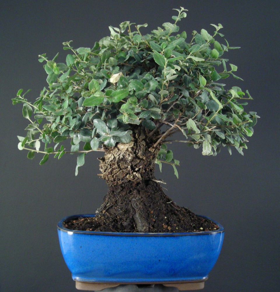 Quercus suber - Korkeiche  (Pflegeanleitung)