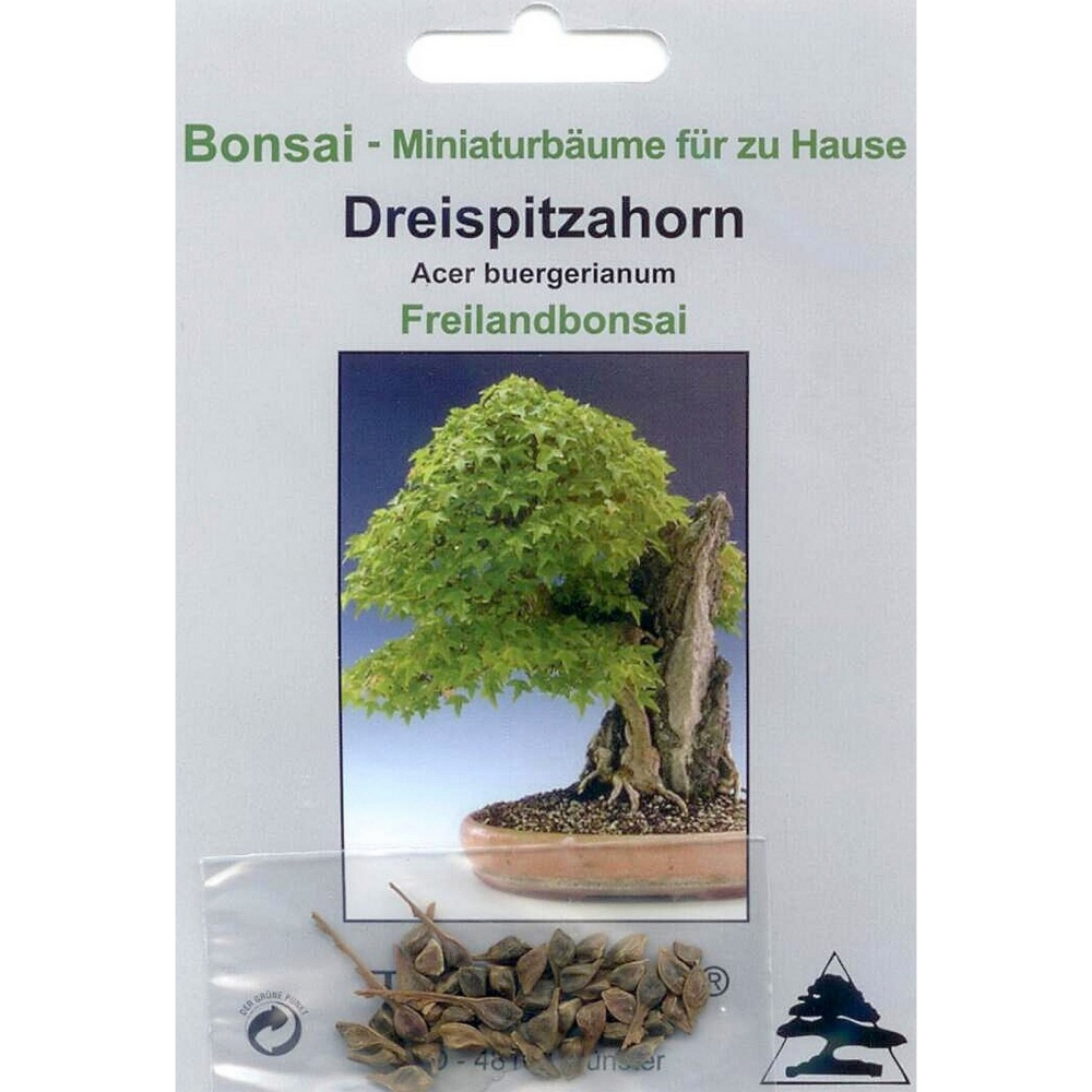 Bonsai - 30 Samen von Acer buergerianum - Dreispitzahorn 90014