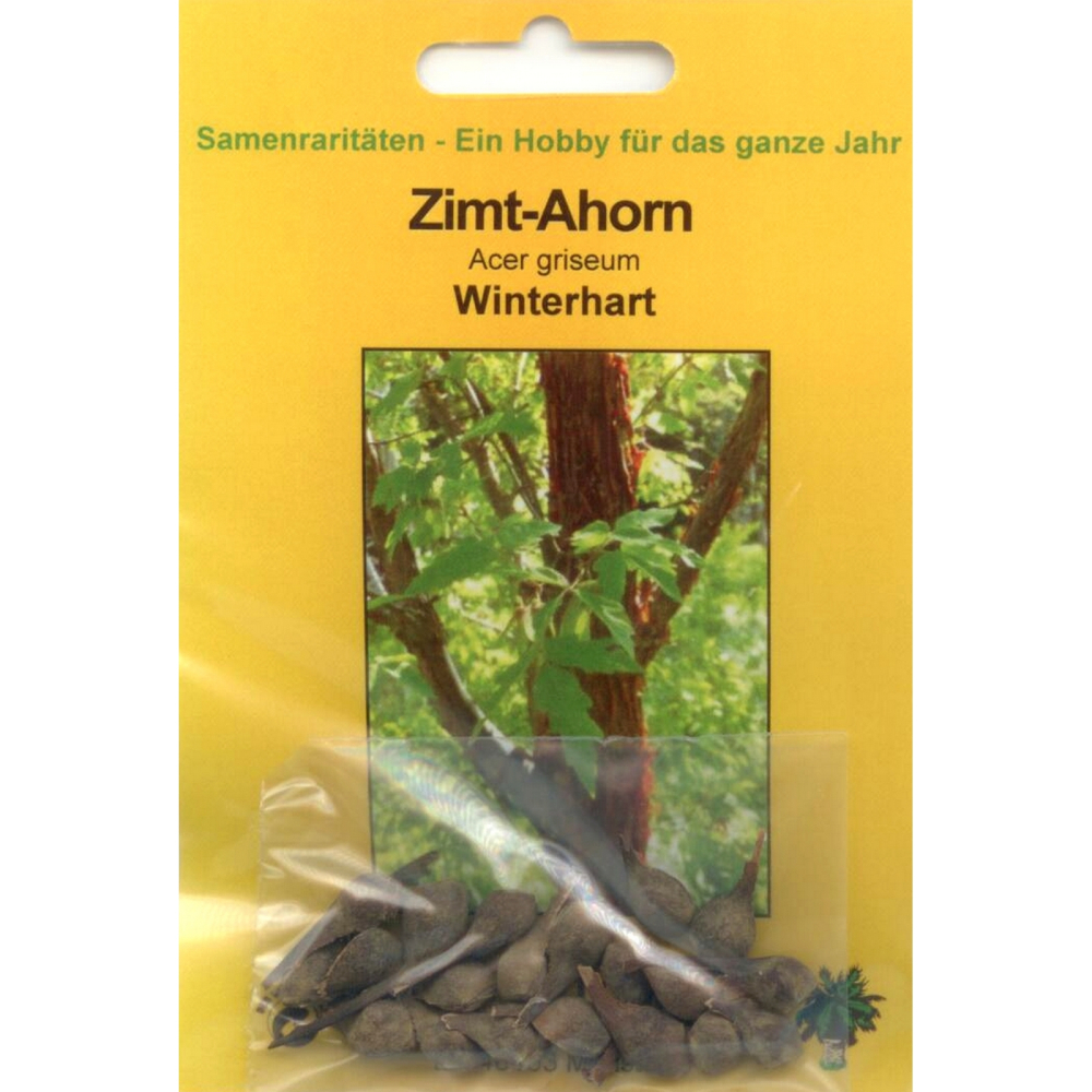 Bonsai - 20 Samen Acer griseum - Zimt-Ahorn 90047