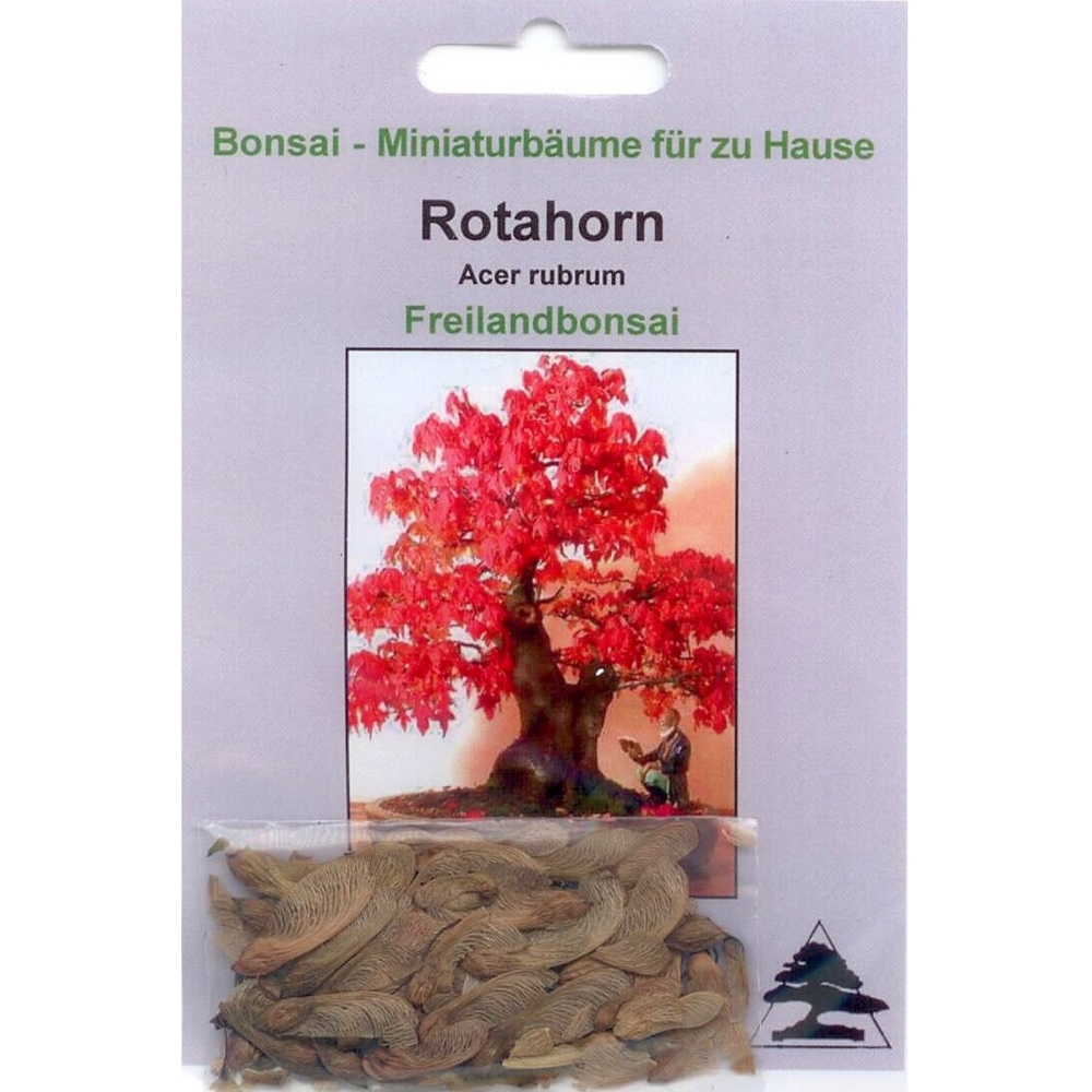 Bonsai - 20 Samen von Acer rubrum, Rotahorn, 90013
