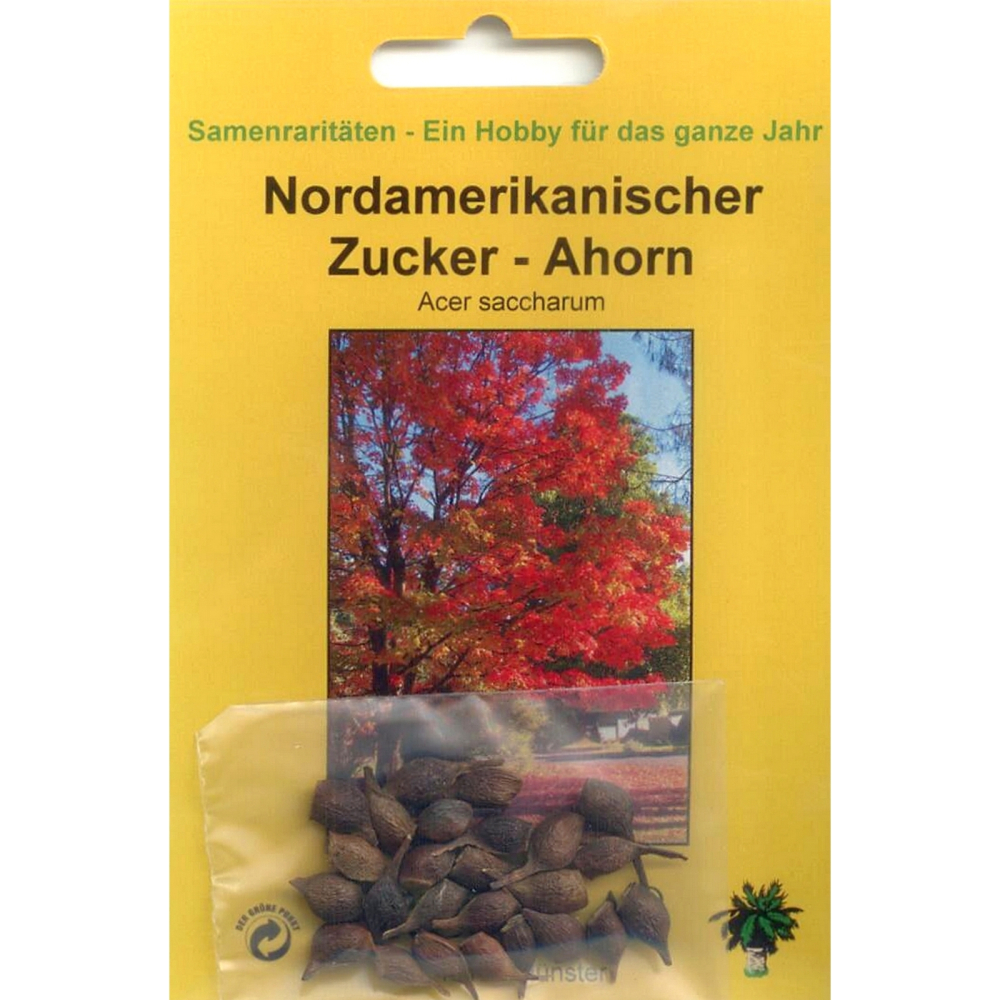 Bonsai - 20 Samen Acer saccharum - Nordamerikanischer Zuckerahorn 90059