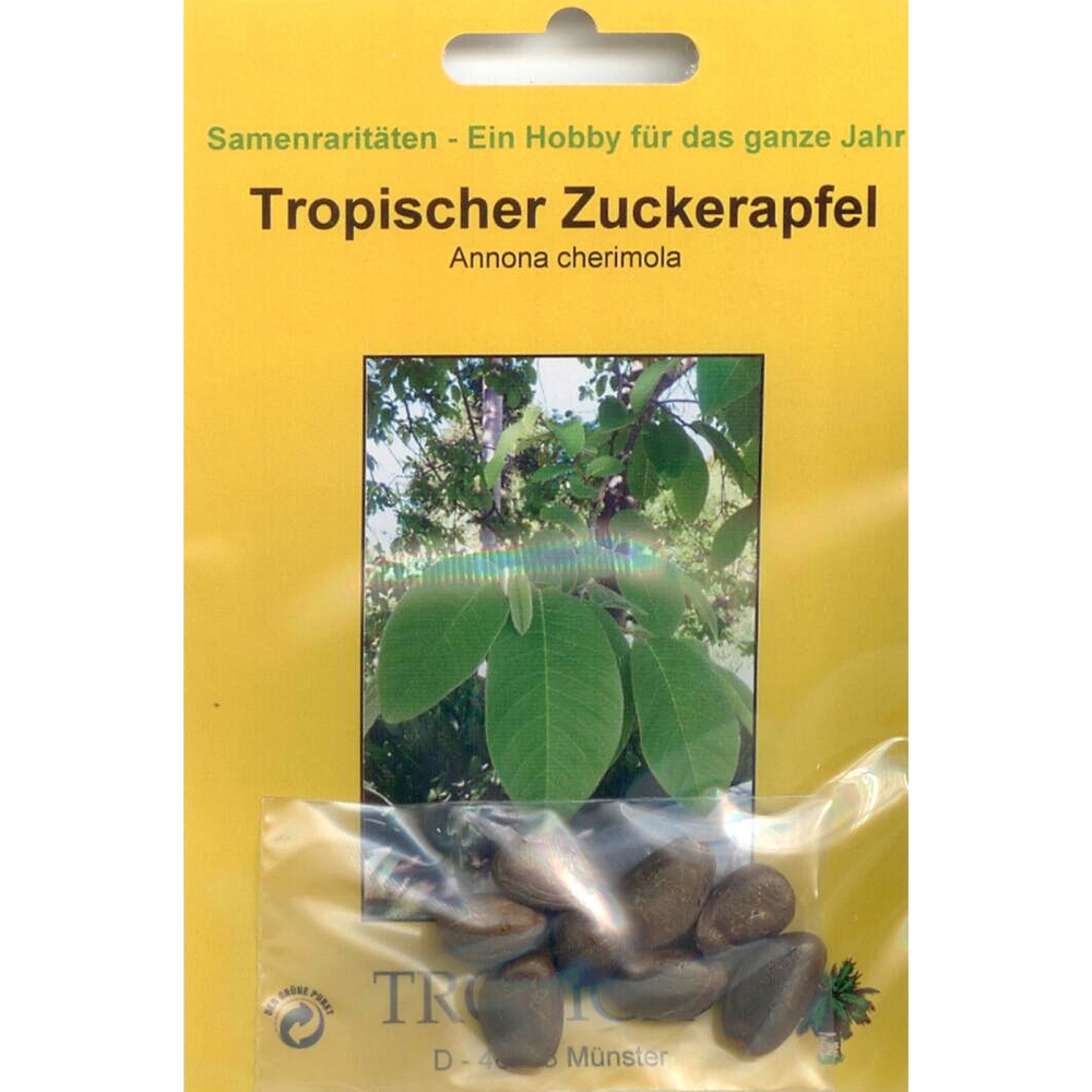 Bonsai - 10 Samen Annona cherimola - Tropischer Zuckerapfel  90069
