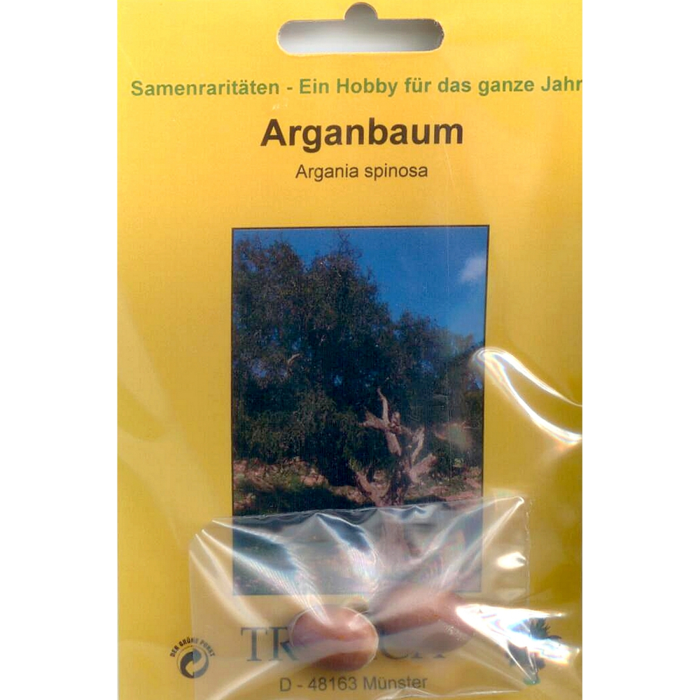 Bonsai - 2 Samen Argania spinosa -Argan Baum  90078