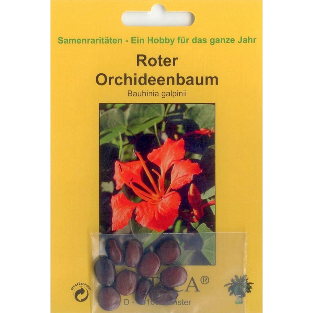 Bonsai - 10 Samen von Roter Orchideenbaum, Bauhinia galpinii 90075