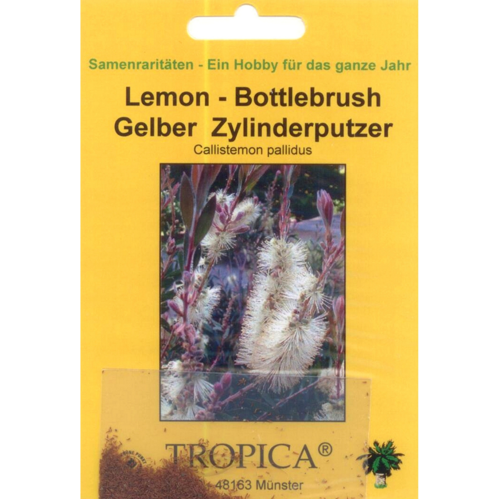 Bonsai - 200 Samen Callistemon pallidus - Gelber Zylinderputzer 90085