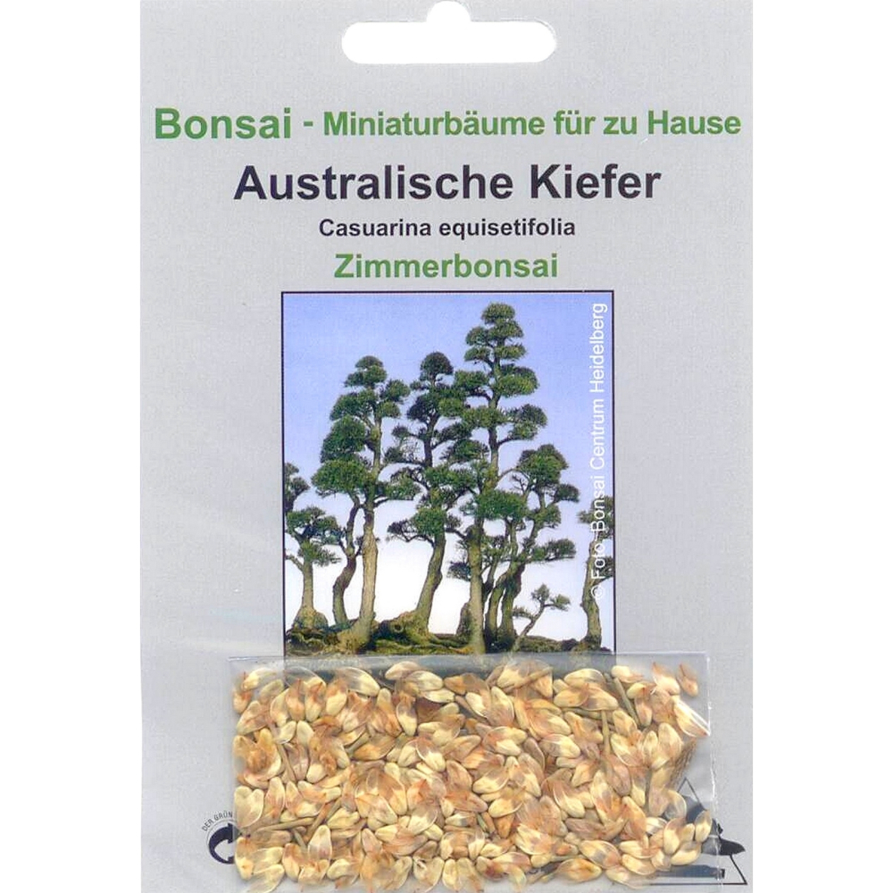Bonsai - 100 Samen  Casuarina equisetifolia - Australische Kiefer  90026