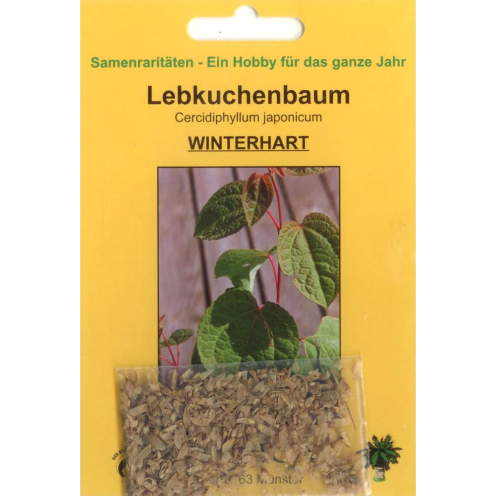 Bonsai - 100 Samen  Cercidiphyllum japonicum - Lebkuchenbaum 90055