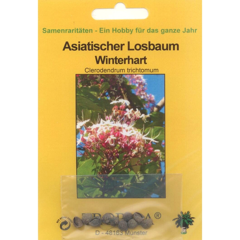 Bonsai - 10 Samen Asiatischer Losbaum, Clerodendrum trichtomum  90097