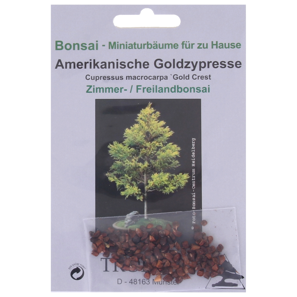 Bonsai - 50 Samen Cupressus macrocarpa 'Gold Crest' - Amerikanische Goldzypresse 90105