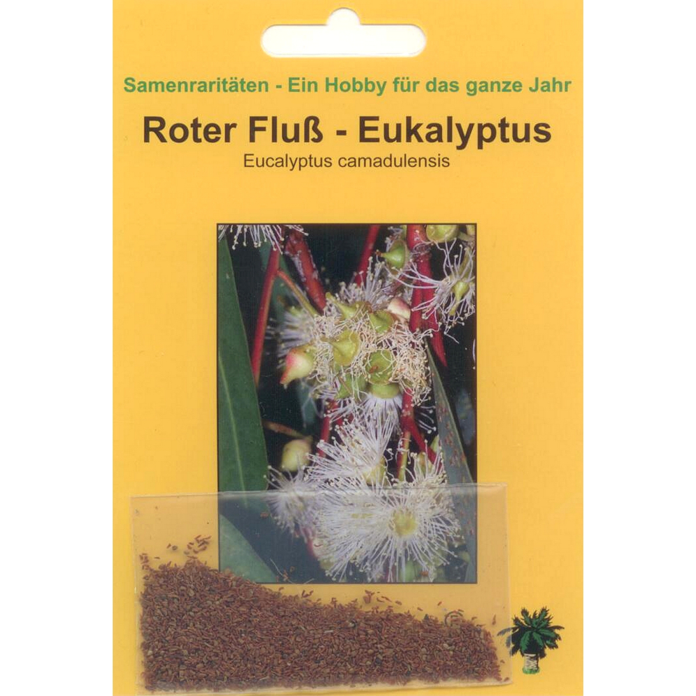 Bonsai - 100 Samen Eucalypthus camadulensis - Roter Fluß-Eukalyptus  90099